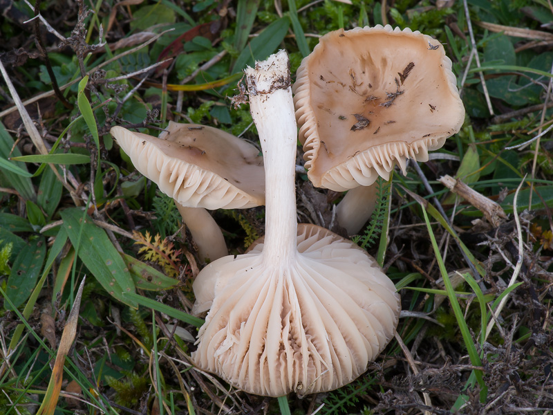 Hygrocybe colemanniana